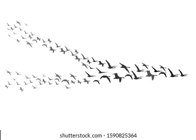 Flying birds. Vector image. Migrating swans. White background.