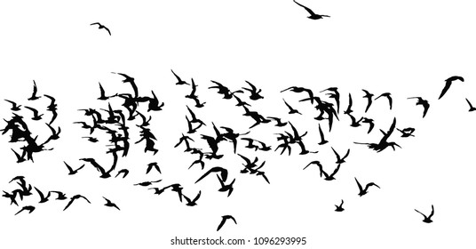 Flying birds. Vector image. White background. Abstract nature.