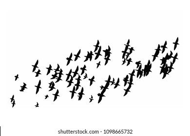 Flying birds. Vector image. White background.