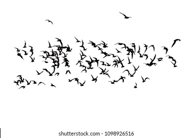 Flying birds. Vector image. White background.