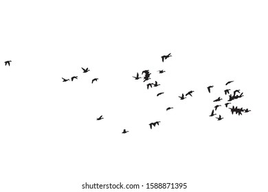 Flying birds. Vector image. White background.