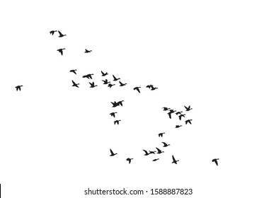 Flying birds. Vector image. White background.