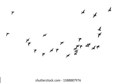 Flying birds. Vector image. White background.