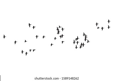 Flying birds. Vector image. White background. 