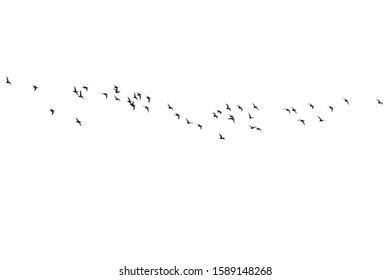 Flying birds. Vector image. White background. 