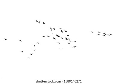 Flying birds. Vector image. White background. 