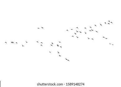 Flying birds. Vector image. White background. 