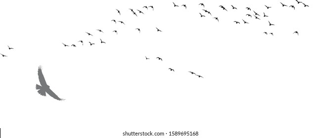 Flying birds. Vector image. White background. 