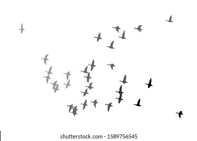 Flying birds. Vector image. White background.