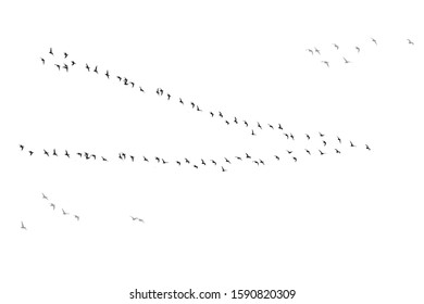 Flying birds. Vector image. White background.  