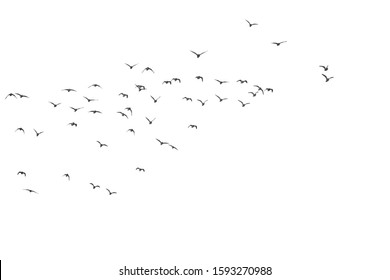 Flying birds. Vector image. White background.