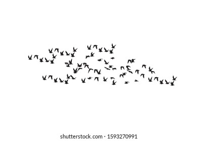 Flying birds. Vector image. White background.