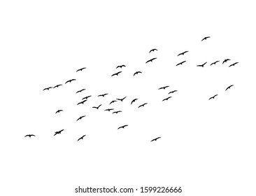 Flying birds. Vector image. White background.