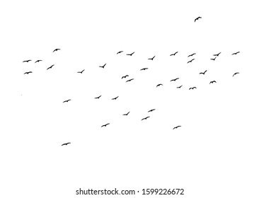 Flying birds. Vector image. White background.