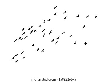 Flying birds. Vector image. White background.