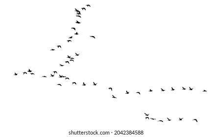 Flying birds. Vector image. White background. 