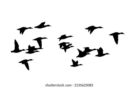 Flying birds. Vector image. White background. 