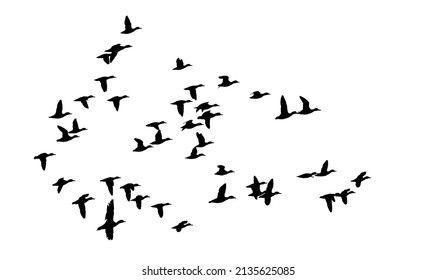 Flying birds. Vector image. White background. 