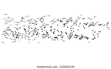 Fliegende Vögel. Vektorbild. Weißer Hintergrund. 
