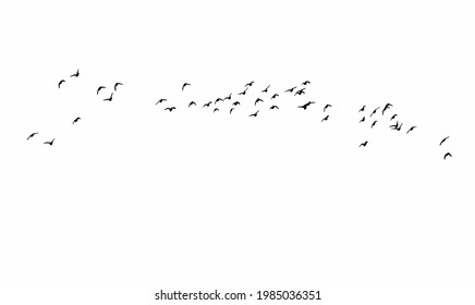 Flying birds. Vector images. White backgorund.