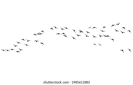 Flying birds. Vector images. White backgorund.