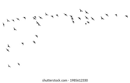 Flying birds. Vector images. White backgorund.
