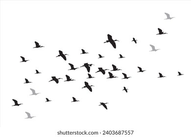 Flying birds. Vector images. White background. Glossy Ibis.