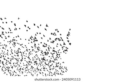 Flying birds. Vector images. White background. 