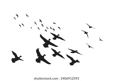 Flying birds. Vector images. White background. 