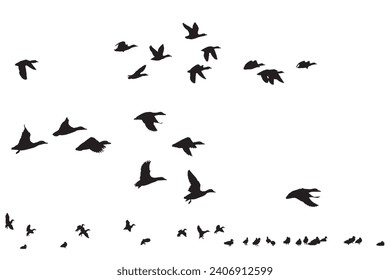 Flying birds. Vector images. White background. 