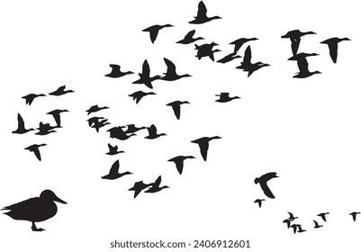 Flying birds. Vector images. White background. 