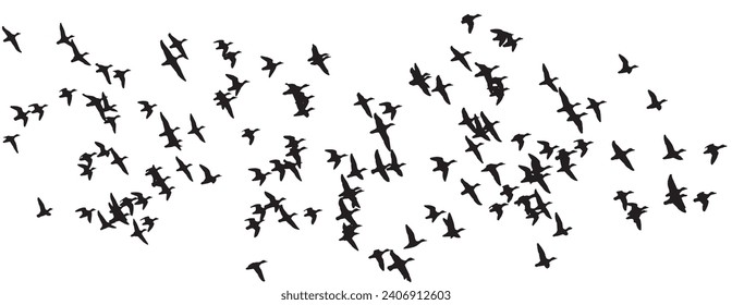 Flying birds. Vector images. White background. 