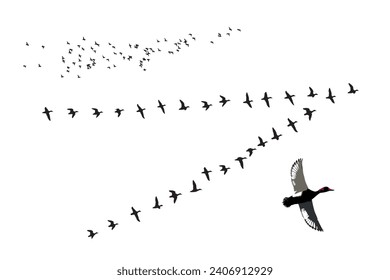 Flying birds. Vector images. White background. 