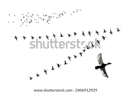 Flying birds. Vector images. White background. 