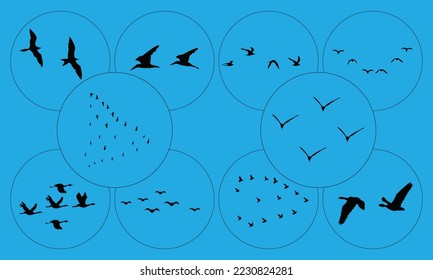 Flying Birds Vector And Silhouette Collection. 