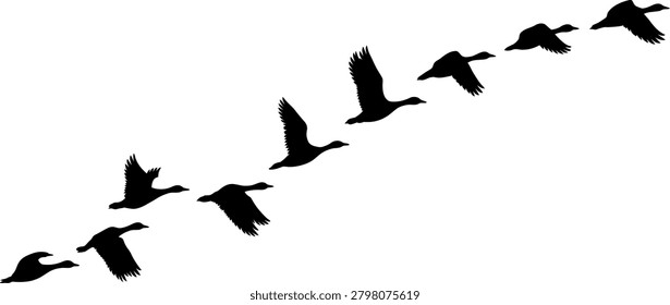 Flying Birds Vector Silhouette Set