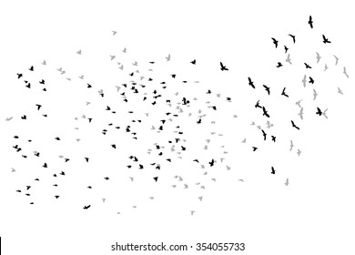 flying birds vector sketch.