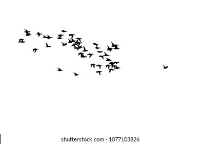 Flying birds. Vector birds. White background.