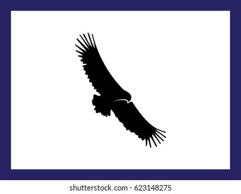 Flying black bird of prey on white background isolated