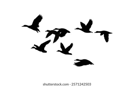 Flying Black Duck Bird Silhouette Design  And Vector Illustration. 