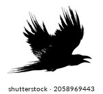 Flying black raven, crow brush painted vector illustration