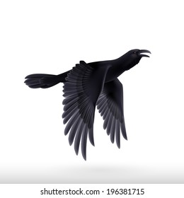 Flying black raven. Illustration on white background 