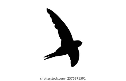 Flying Black Swift Bird Silhouette Design  And Vector Illustration. 