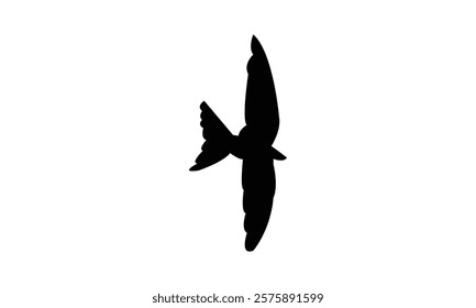 Flying Black Swift Bird Silhouette Design  And Vector Illustration. 