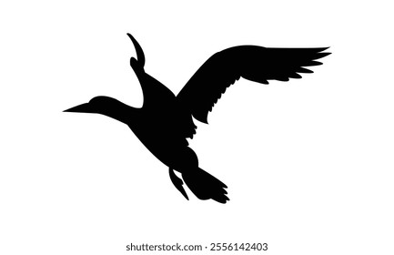 Flying Boobie Bird Silhouette Design  And Illustration. 