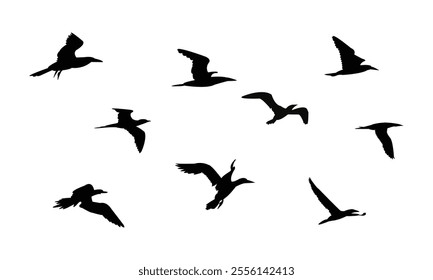 Flying Boobie Bird Silhouette Design  And Illustration. 