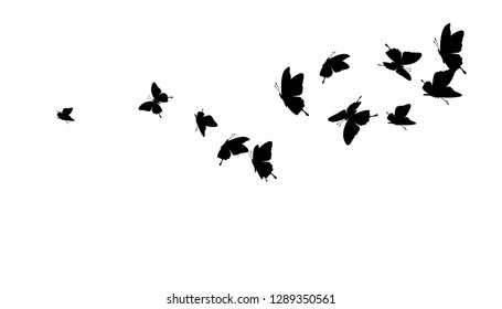 Flying butterflies. Horizontal decoration element.