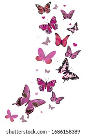 Flying butterflies  isolate on a white background. Vector graphics.