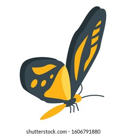 Flying butterfly icon. Isometric of flying butterfly vector icon for web design isolated on white background