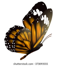 Flying butterfly isolated on white background, vector illustration.
